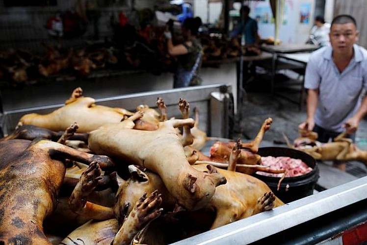 Çin''de köpek eti festivali bu yıl da yapılıyor Milat Gazetesi