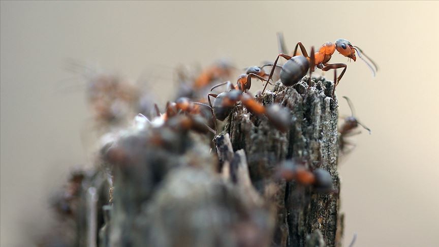 Karıncalar tedavi etmek için ampütasyon uyguluyor