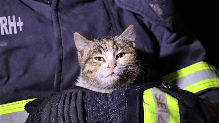 Düzce'de yangın çıkan evde mahsur kalan kedi yavruları kurtarıldı