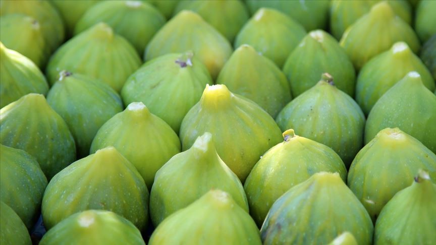 Manisa Turgutlu'da yediveren incirinin hasadı başladı