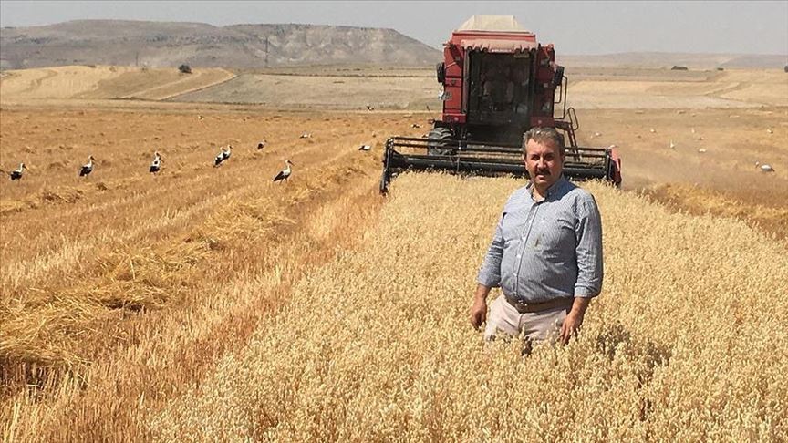 BBP Genel Başkanı, Eskişehir'de biçerdöverle buğday hasadı yaptı
