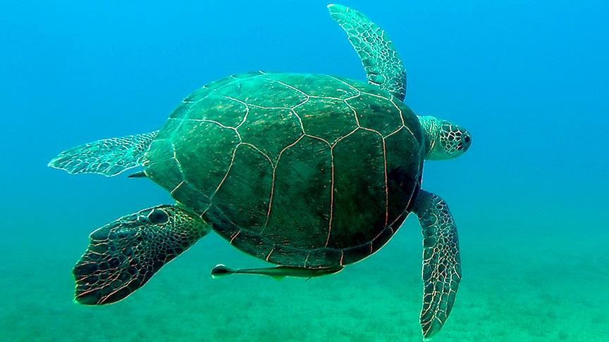 ODTÜ'nün  koruma altındaki sahili Kaplumbağaların uğrak noktası oldu