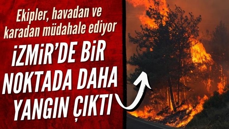 İzmir'de zeytinlik alanda yangın çıktı