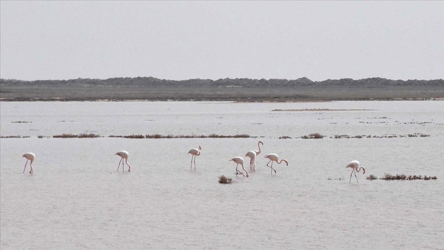 Bakan Kurum'dan flamingolarla ilgili paylaşım