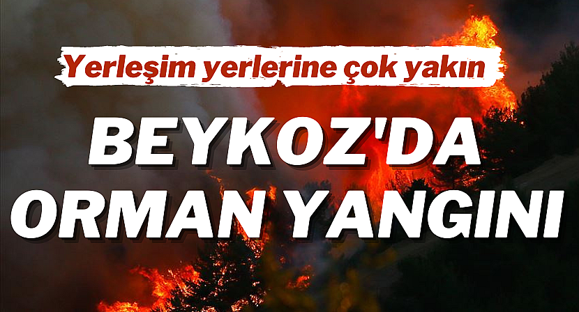 Beykoz'da ormanlık alanda yangın!