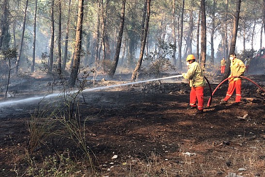 Antalya'da orman yangını söndürüldü