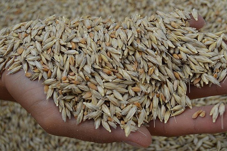 Yerli ve sağlıklı ata tohumu buğday sorununa çözüm olabilir