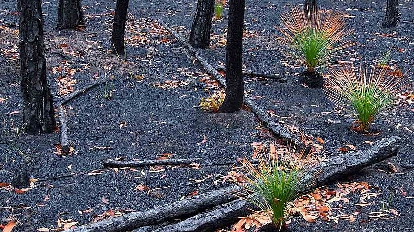 Birkaç yıla yanan alanlar yeşille kaplanır: Orman yok olmaz