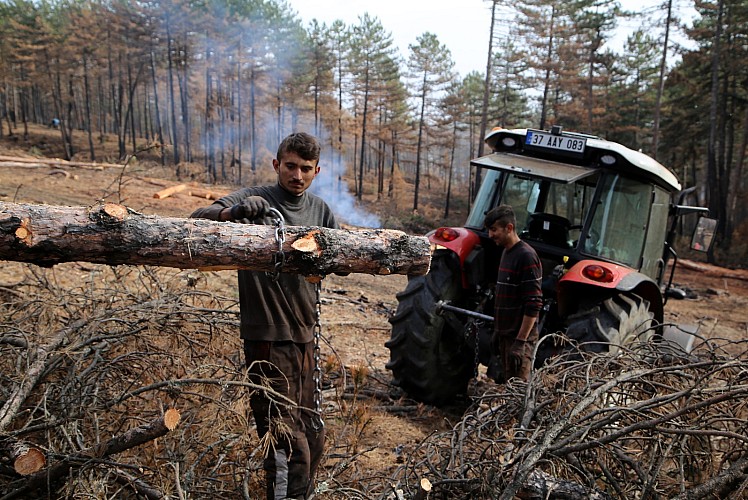 ​Kastamonu'da yanan orman alanları yeniden canlandırılıyor