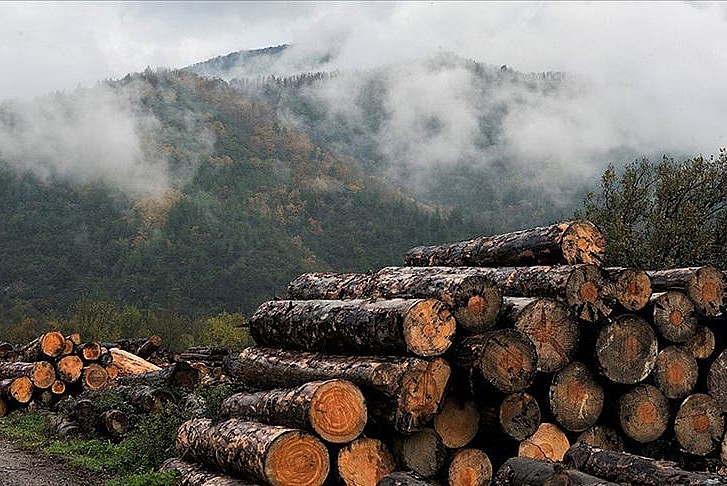 Fransa'da odun şirketlerinin hisseleri borsada yüzde 700 arttı