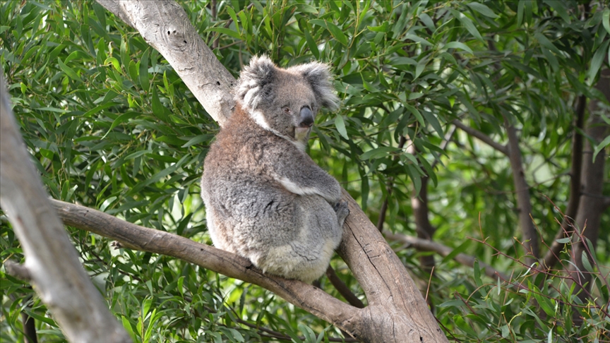 agac-koala_16fd2842aa6e227b3a80878a24da6c59.jpg