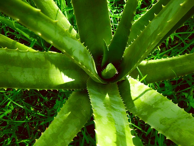 aloe-vera_886648be5008e4c9e0d245819b4ee2cd.jpg