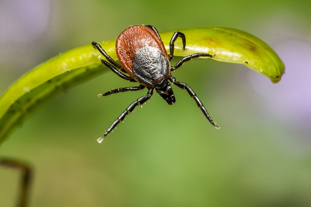 ixodes-ricinus-4858026640_23a8633f6a85c8dbb88aa2d978825d7c.jpg