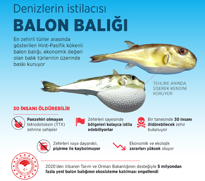 zehirli-balon-baligi-1_450fa74c9e534ff9898e8d61d62028e1.jpg