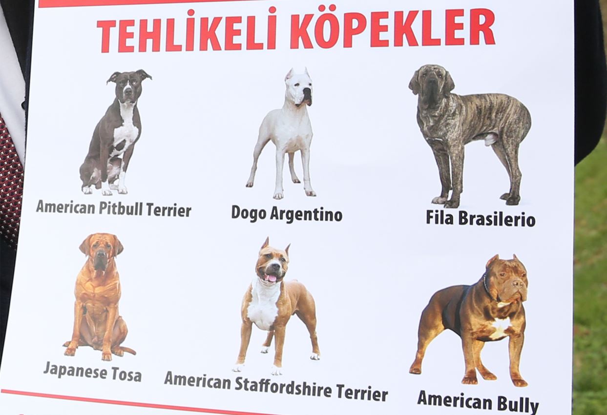 KÖPEK_ccbe703c178678cb7cfb8d778820ecfb.JPG